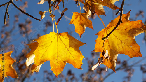 yellow maple leaves on the tree branch on the blue sky background on a sunny autumn day