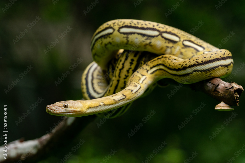 A unique striped yellow morph reticulated python Malayopython reticulatus curls its body on tree branch with bokeh background A unique striped yellow morph reticulated python Malayopython reticulatus curls its body on tree branch with bokeh background