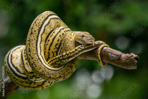 Wallpaper Mural A unique striped yellow morph reticulated python Malayopython reticulatus curls its body on tree branch with bokeh background  Torontodigital.ca