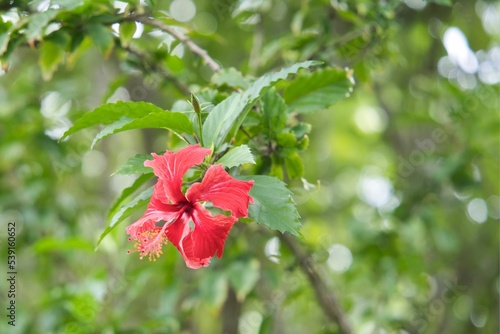 Closeup of the Hibiscus rosa-sinensis, China rose, shoeblack plant. photo