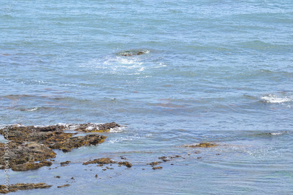 View seagulls in the bay in Okhotsk sea in Sakhalin. View seagulls in the bay in Okhotsk sea in Sakhalin.