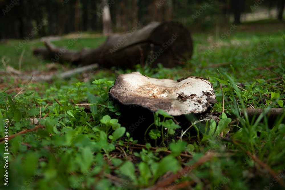 wild mushrooms and fungi in their natural mountain environment wild mushrooms and fungi in their natural mountain environment