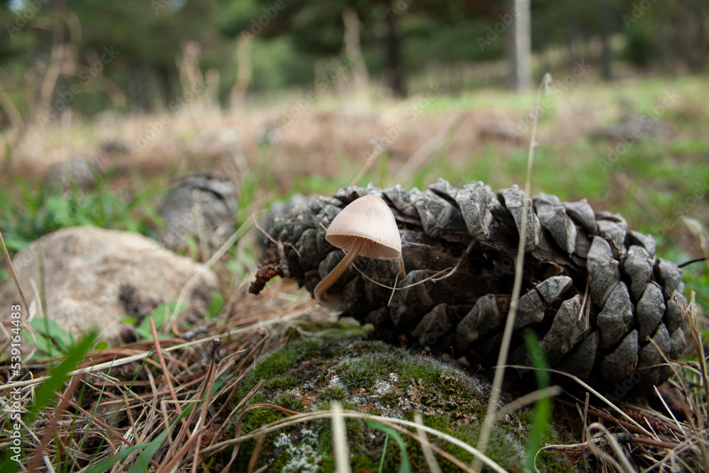 Fototapeta premium wild mushrooms and fungi in their natural mountain environment