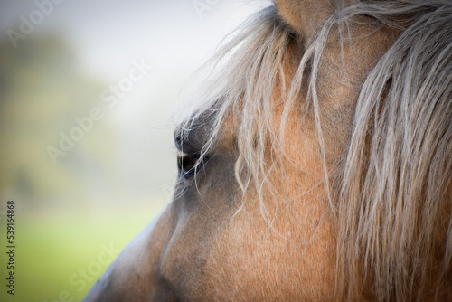Portrait of a palomino horse