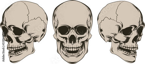 Vector Human Skull Silhouette 