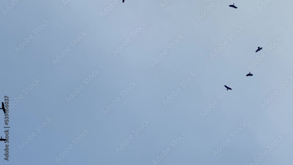 dozens of birds fly in the blue sky. Slow motion 4K videos. dozens of birds fly in the blue sky. Slow motion 4K videos.