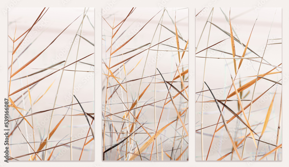 Minimal nature monochrome landscape, natural stems and leaves texture phone backgrounds, wild grass reeds as natural style stories templates, aesthetic natur wild plants, beige pastel color - obrazy, fototapety, plakaty 