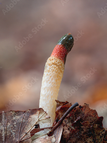 Eine aufrecht stehender Pilz (gemeine Hundsrute -Mutinus caninus) im herbstlichen Wald fotografiert. photo