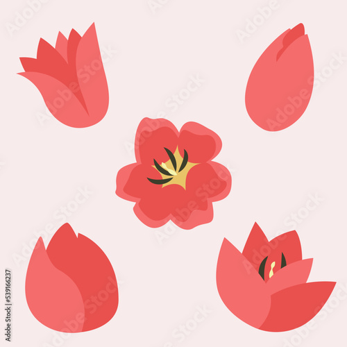 Set of tulip heads. Beautiful garden flowers in flat style.