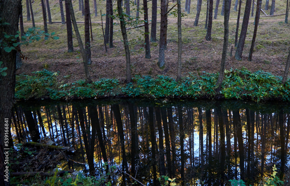 Fototapeta premium Reflection of the autumn forest in the water of a river, selective focus