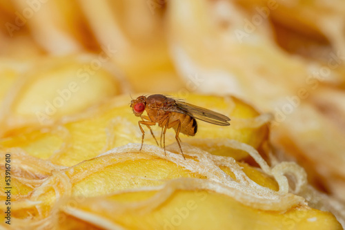 Tropical Fruit Fly Drosophila Diptera Parasite Insect Pest on Vegetable Macro