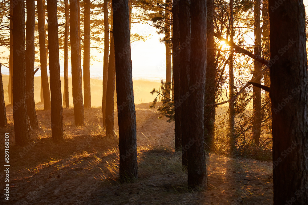View on a golden sunset trouth the black forest , selective focus View on a golden sunset trouth the black forest , selective focus