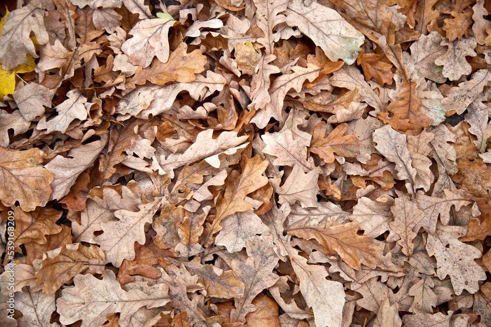 Fallen autumn oak leaves, selective focus, background texture Fallen autumn oak leaves, selective focus, background texture