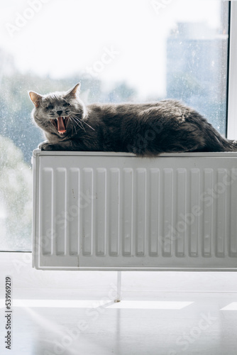 Heating season. Gray fluffy cat lies on white radiator and warms itself.