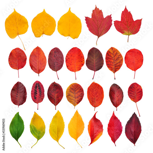 Set of different autumn leafs isolated on white