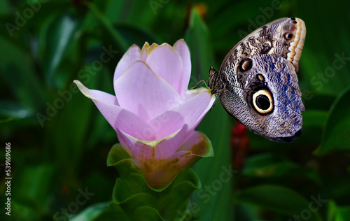 butterfly, flower, macro, insect, nature, animal,