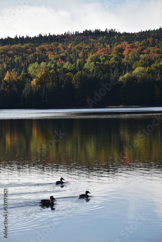 Ducks on the lake in the fall, Sainte-Apolline, Québec, Canada