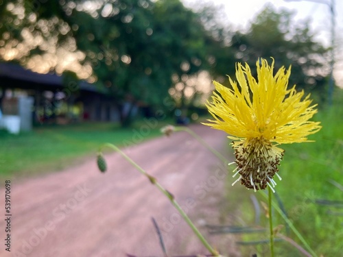 A yellow flower of Water Mimosa or Sensitive neptunia at Mahasarakham University, Thailand photo