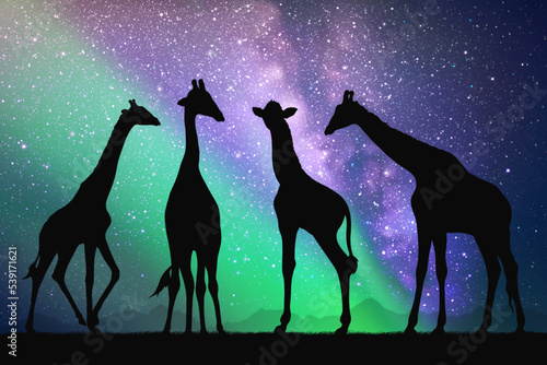 Giraffe family in savannah. Animal silhouette. Green aurora borealis