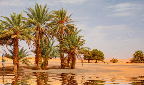 Fotografia Sand dunes surround the oasis - Sahara, Morocco