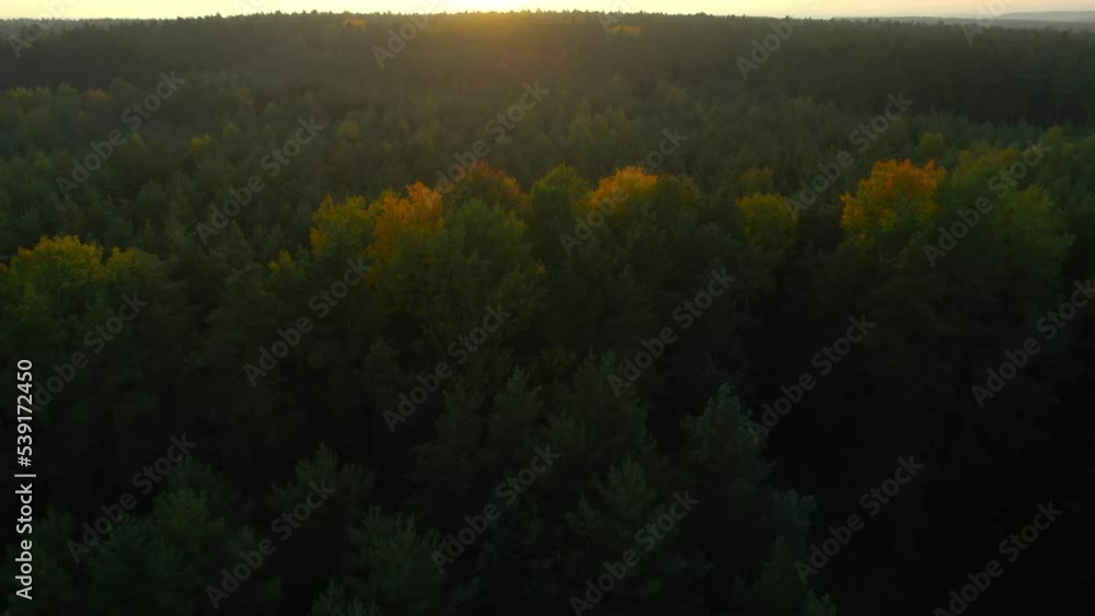 Tree tops against sunset sky. Tree tops against sunset sky.