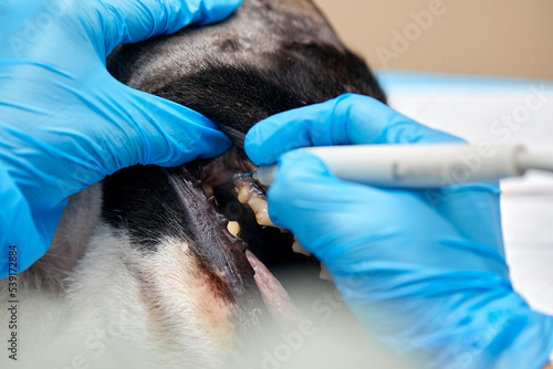 Veterinary dentistry. Dentist surgeon veterinarian treats and removes the teeth of a dog under anesthesia on the operating table in a veterinary clinic. Sanitation of the oral cavity in dogs close-up