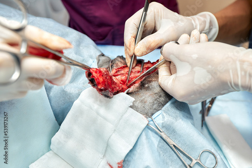 Pet operation in operating theatre with surgeon in vet surgery