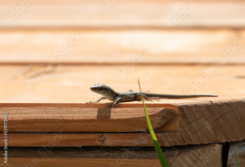 The Common Wall Lizard (Podarcis muralis) photo