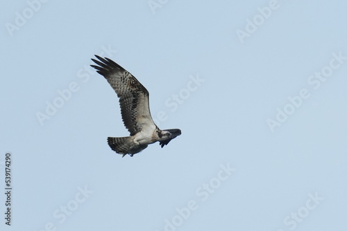 osprey is hunting a fish