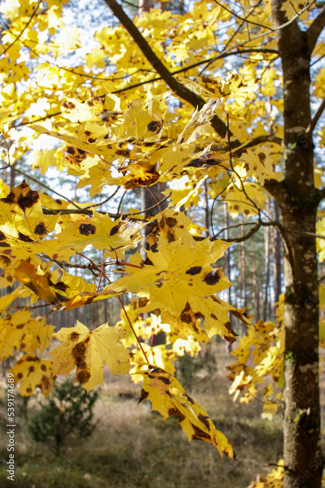 Autumn colorfull tree leaves
