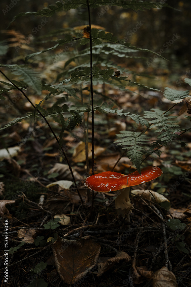 Amanita muscaria Macro photo. Concept of environment and nature of autumn forest in detail. Lonely red fly agaric is poisonous and dangerous inedible mushroom that grows in autumn forest. Amanita muscaria Macro photo. Concept of environment and nature of autumn forest in detail. Lonely red fly agaric is poisonous and dangerous inedible mushroom that grows in autumn forest.