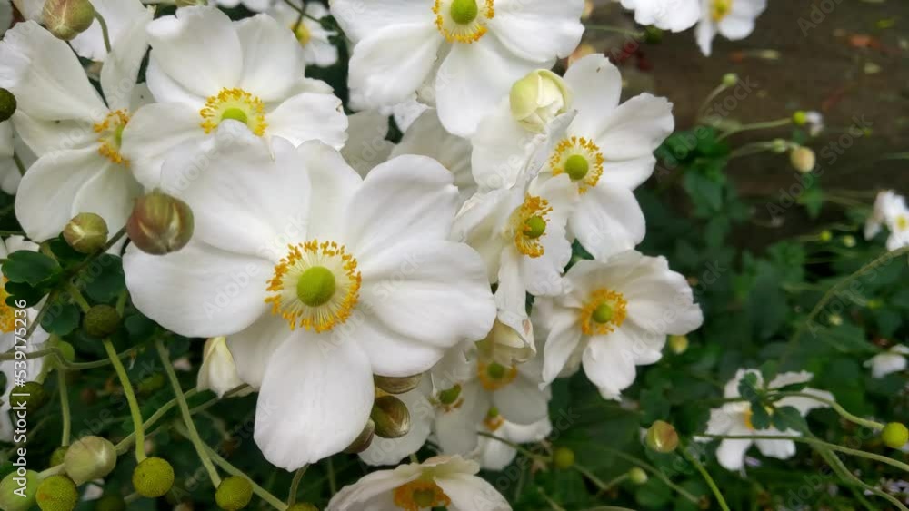 Top view of blooming white flowers in the garden Top view of blooming white flowers in the garden
