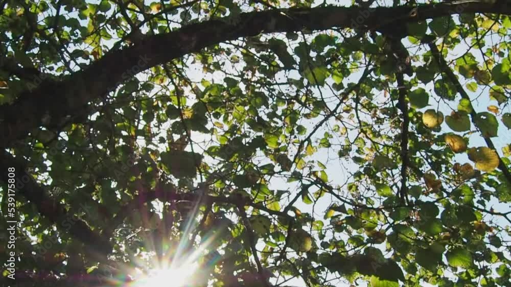 Low angle shot of green foliage on a sunny day, with a blue sky background. The sun rays are bursting through the leaves, creating a flare effect. Spring or summer in nature Low angle shot of green foliage on a sunny day, with a blue sky background. The sun rays are bursting through the leaves, creating a flare effect. Spring or summer in nature