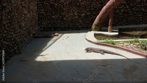 Argentine black and white tegu, Salvator Merianae sunbathing on the floor photo