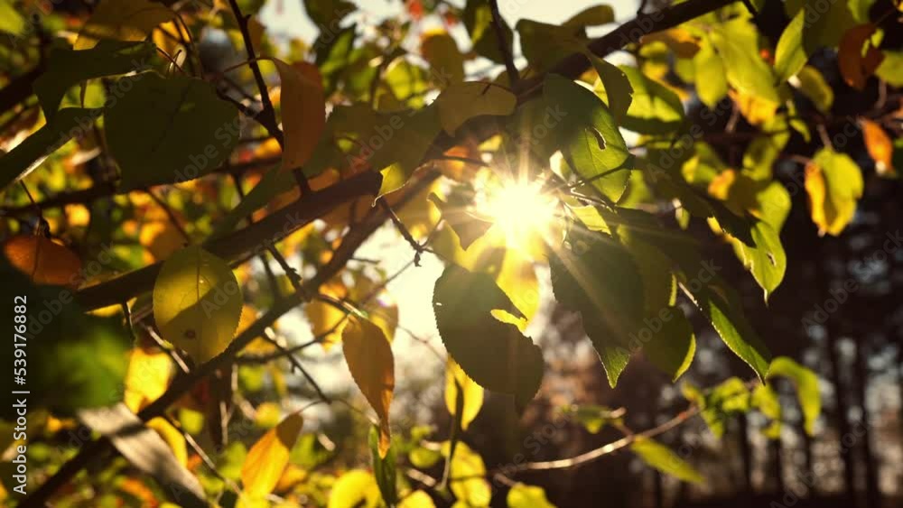 Autumn yellow leaves on a branch. The wind sways the leaf of the autumn foliage Autumn yellow leaves on a branch. The wind sways the leaf of the autumn foliage