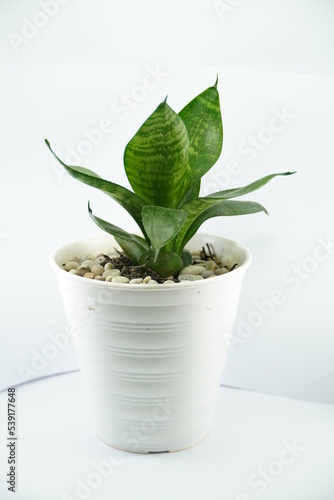 Mini Sensivera plant in white pot on white background