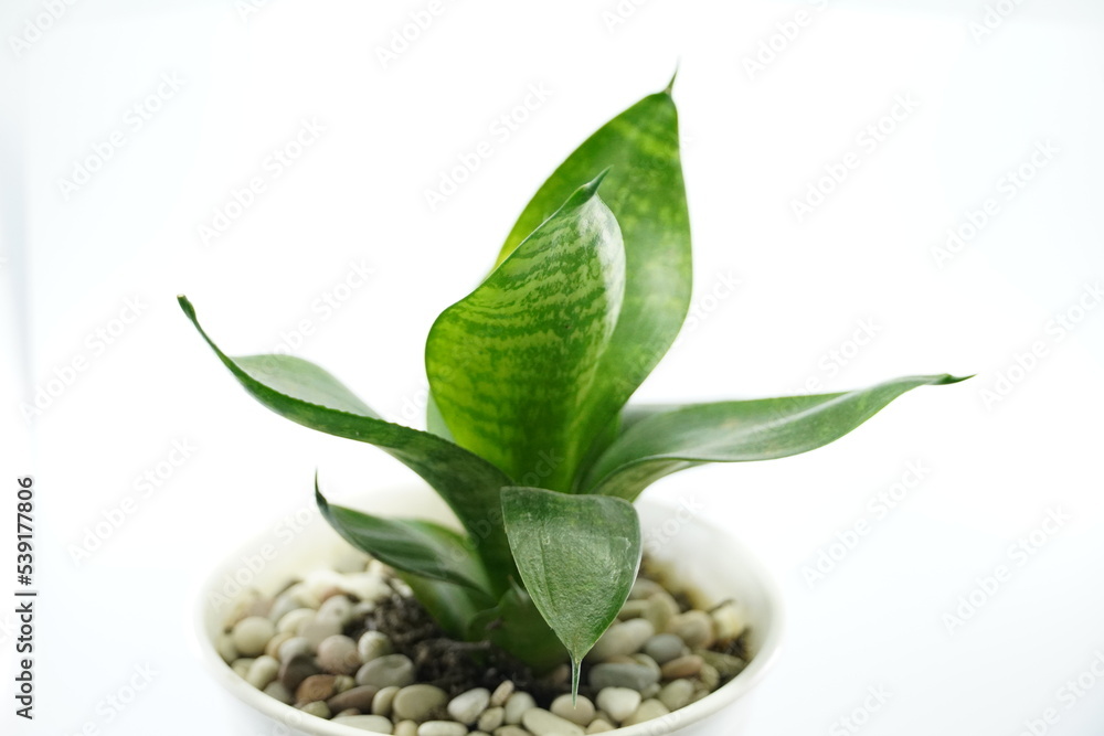 Mini Sensivera plant in white pot on white background Mini Sensivera plant in white pot on white background