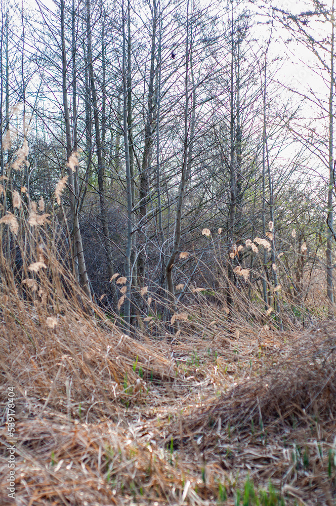 Marshy area with dry yellow reeds growing. small trees, autumn season. Marshy area with dry yellow reeds growing. small trees, autumn season.