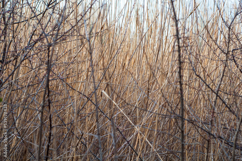 Stems of dry yellow reeds close-up among the bushes, blurred background Stems of dry yellow reeds close-up among the bushes, blurred background
