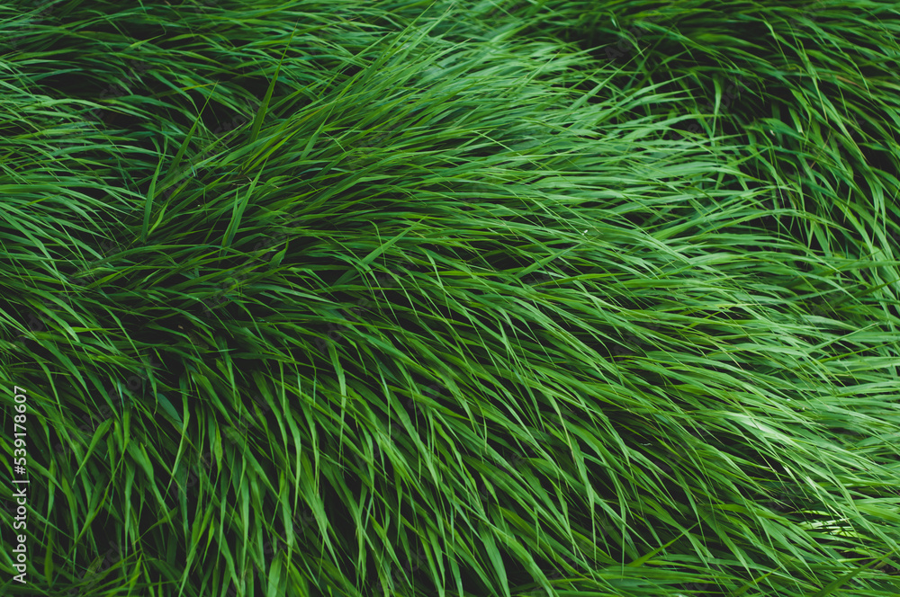 Bright green dense grass close up, colorful plant background.