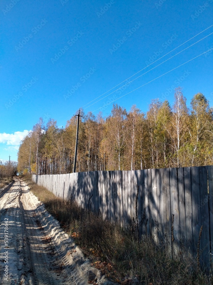 Fototapeta premium Straight Road with Autumn Trees