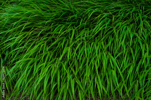 Bright green dense grass close up, colorful plant background.