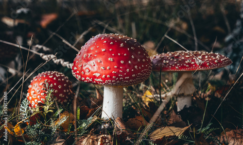 Red poisonous mushrooms fly agaric in the forest. Amanita muscaria. Close-up. Selective focus.