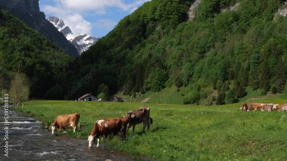 Alpine cows at a mountain river and meadow Alpine cows at a mountain river and meadow