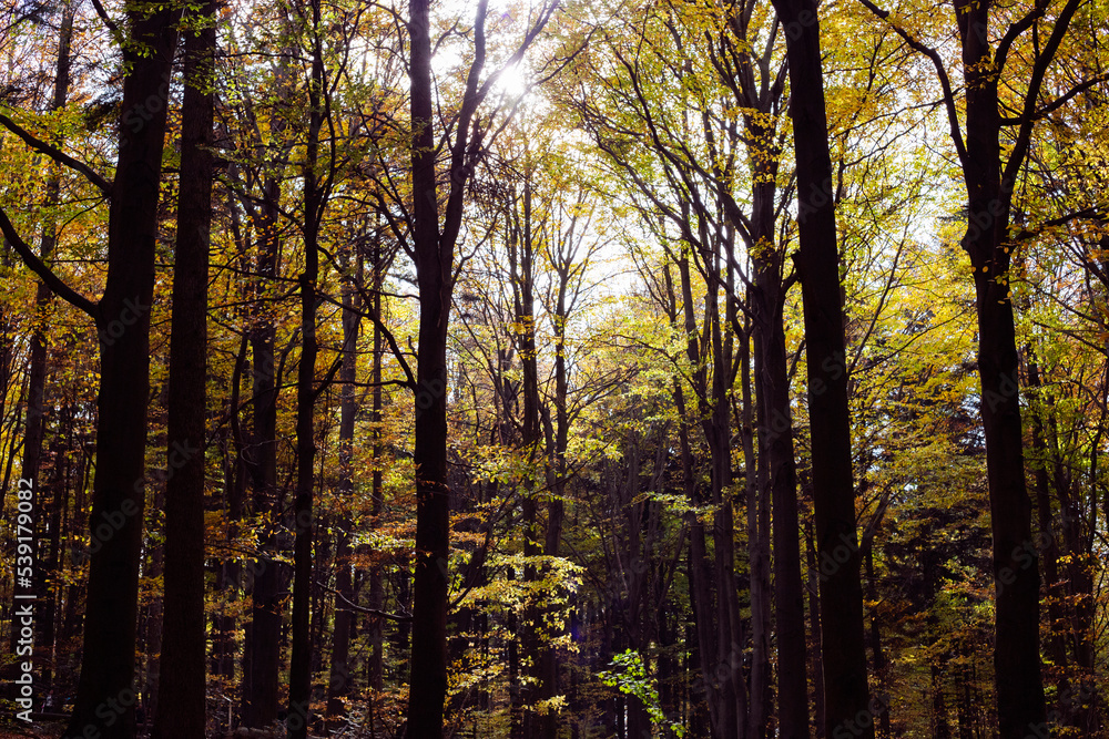 Obraz premium jesień, krajobraz jesienny, autumn, nature, las lisciasty, bar, las, drzewa, knieje, forest, leśny, 森, 秋の森, liście, leaf