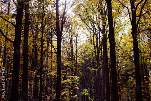 jesień, krajobraz jesienny, autumn, nature, las lisciasty, bar, las, drzewa, knieje, forest, leśny, 森, 秋の森, liście, leaf