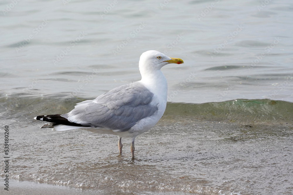 Sturmmöve Strand am Wasser laufend Sturmmöve Strand am Wasser laufend