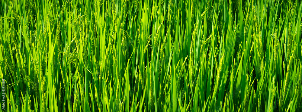 Obraz premium green grass background