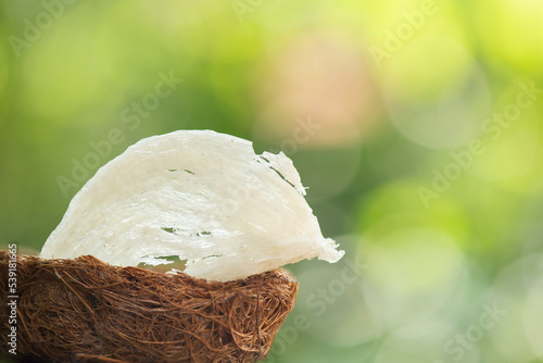 Bird's nest or Edible bird’s nests on nature background. photo