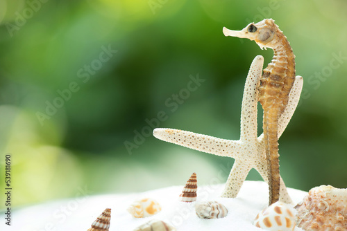 Thorny Seahorse or Hippocampus on nature background.